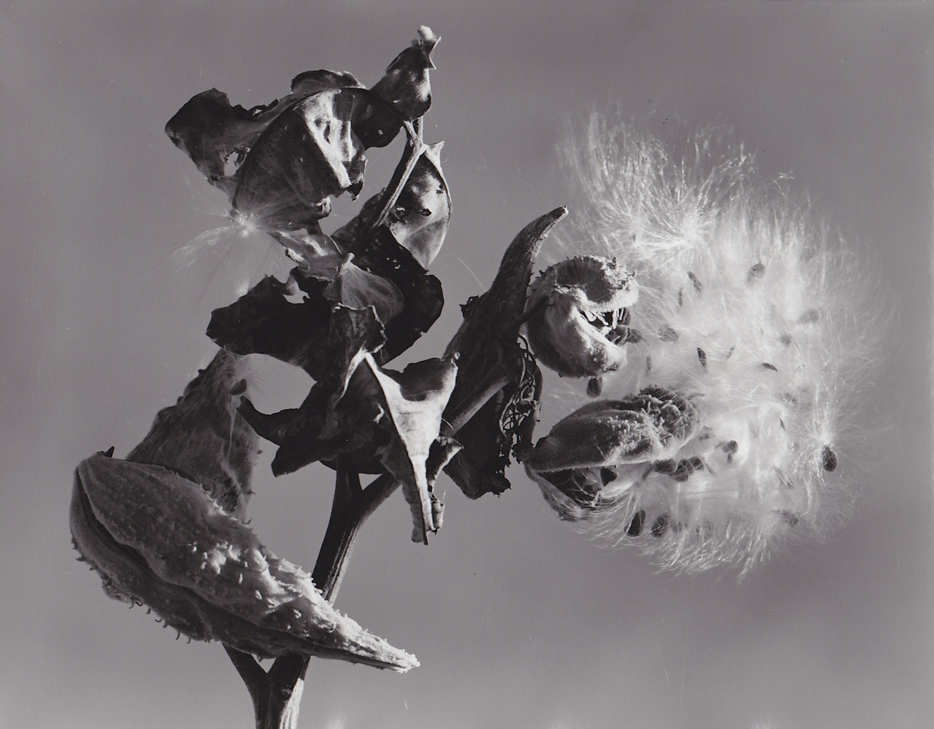 milkweed photograph